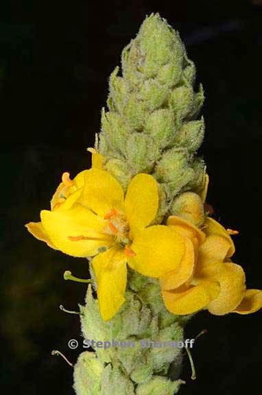 verbascum thapsus 3 graphic